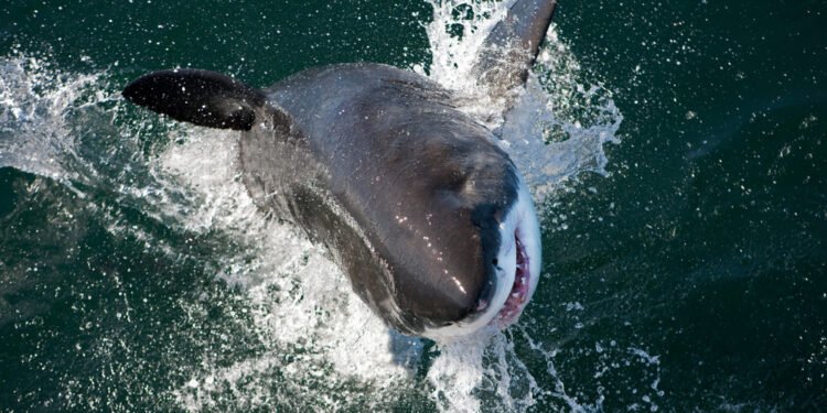 Tikroji priežastis, kodėl akvariumuose niekada nebūna didžiųjų baltųjų ryklių