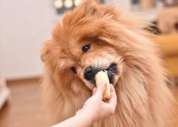 Ar šunims galima duoti bananų? Štai ką sako veterinarai