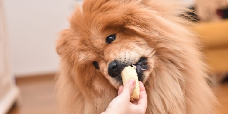 Ar šunims galima duoti bananų? Štai ką sako veterinarai