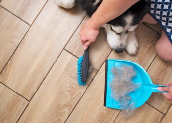 Kaip dažnai reikia valyti savo šuns dantis?