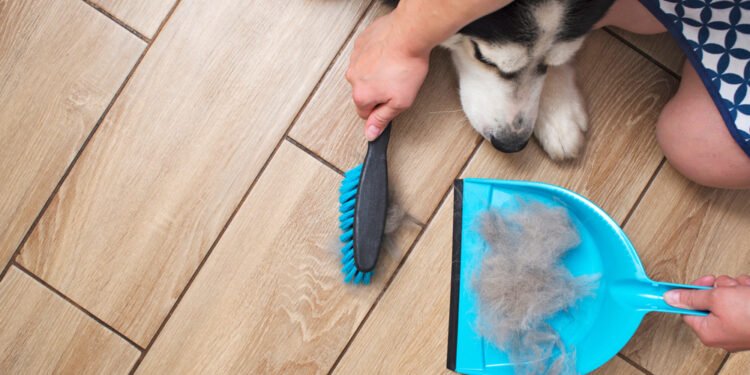 Kaip dažnai reikia valyti savo šuns dantis?