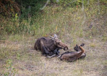 Kodėl žodis „moose“ neturi daugiskaitos „meese“?