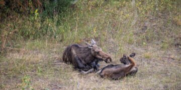 Kodėl žodis „moose“ neturi daugiskaitos „meese“?