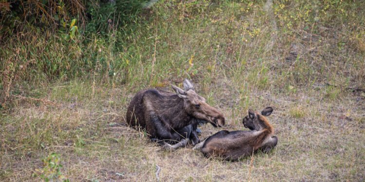 Kodėl žodis „moose“ neturi daugiskaitos „meese“?