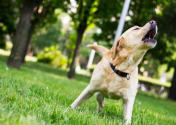 Mano šunys lojodavo be sustojimo – kol kaimynas prie durų padėjo šį įrenginį