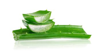 Kaip prižiūrėti alavijus