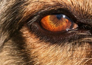 Ar šunys mato spalvas? Sužinokite, kaip šunys suvokia spalvas