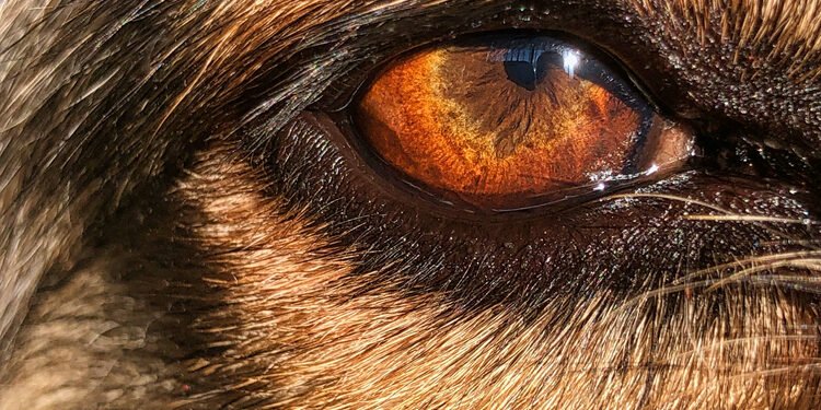 Ar šunys mato spalvas? Sužinokite, kaip šunys suvokia spalvas