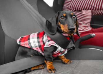 Ar šunims reikia saugos diržų?
