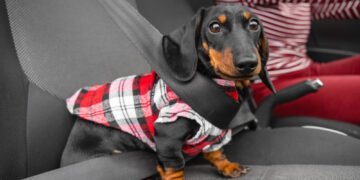 Ar šunims reikia saugos diržų?