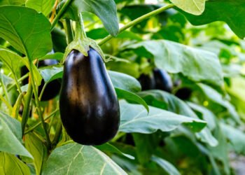 Ar baklažanas yra vaisius ar daržovė?
