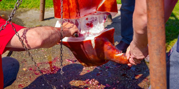 Liudininkas roplių centre imtynių būdu išgelbėjo trenerį nuo aligatoriaus