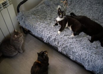 Kodėl katės parneša namo negyvus gyvūnus?