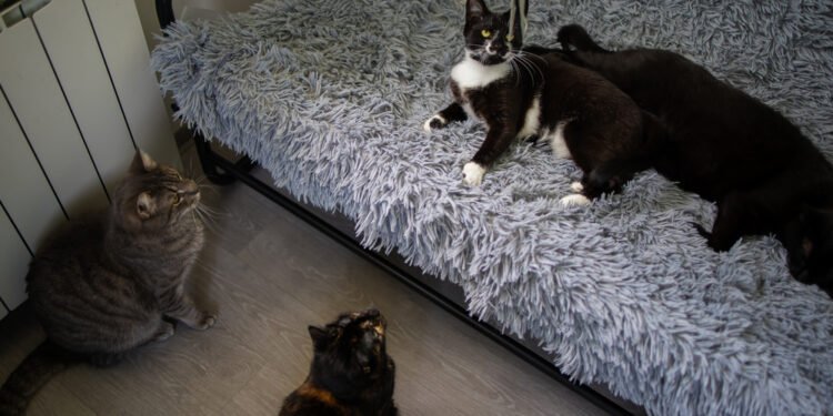 Kodėl katės parneša namo negyvus gyvūnus?