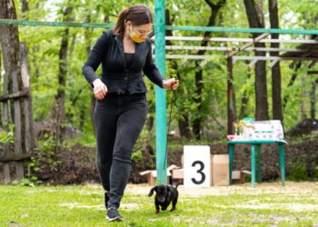 Tikroji priežastis, kodėl neturėtumėte mėtyti šakų savo šuniui