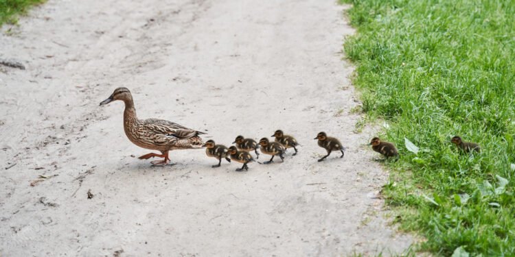 Vairuotoja sustojo padėti ančiukams pereiti kelią – tai baigėsi mirtina avarija