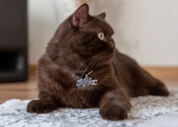 Ar katės atpažįsta savo vardus? Štai ką sako ekspertai