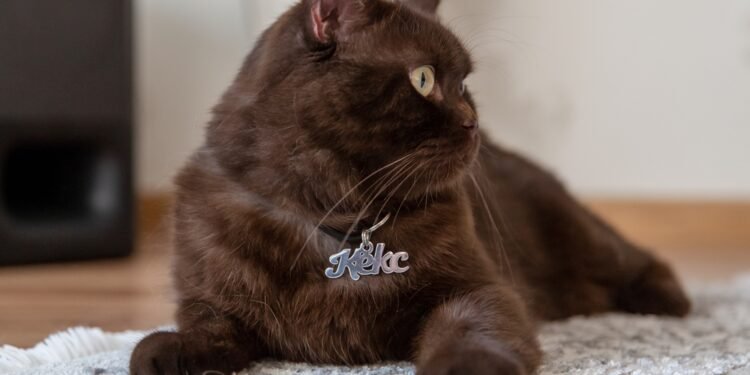 Ar katės atpažįsta savo vardus? Štai ką sako ekspertai