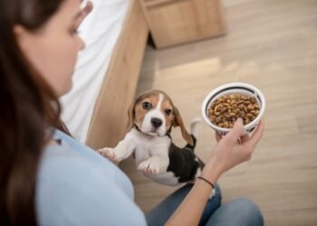 Kodėl šunys nusineša maistą į kitą vietą?