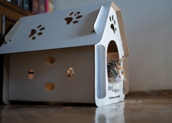 Kodėl katės taip mėgsta dėžes?