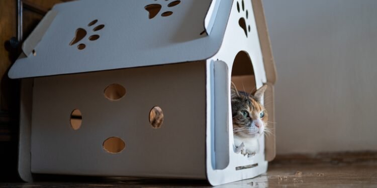 Kodėl katės taip mėgsta dėžes?