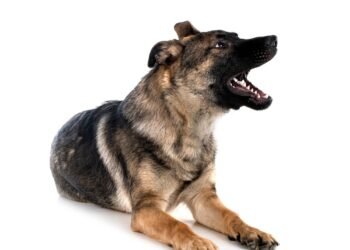 Kas yra „lojimo šuns garsas“ lėktuve prieš pakilimą?