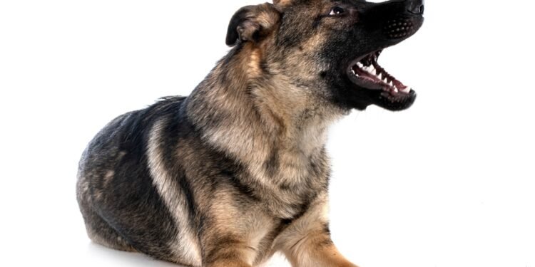 Kas yra „lojimo šuns garsas“ lėktuve prieš pakilimą?