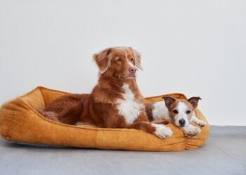 Žmonių dydžio gultai šunims iš tiesų egzistuoja – tai netikėtai puikus būdas jaukiai leisti laiką su augintiniu