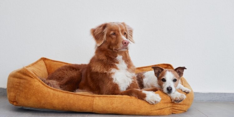 Žmonių dydžio gultai šunims iš tiesų egzistuoja – tai netikėtai puikus būdas jaukiai leisti laiką su augintiniu