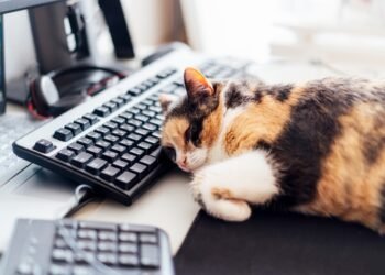 Kodėl katės mėgsta miegoti kriauklėse?