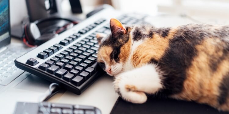 Kodėl katės mėgsta miegoti kriauklėse?