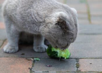 Štai kodėl katės bijo agurkų