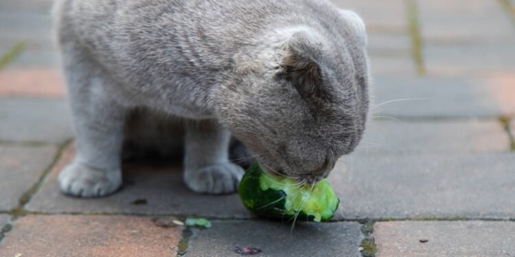 Štai kodėl katės bijo agurkų