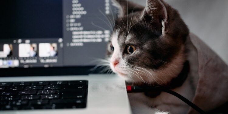 Štai kodėl katės taip mėgsta nešiojamus kompiuterius