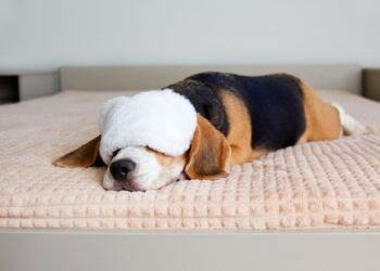 Apie ką sapnuoja šunys?