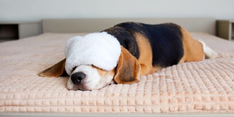 Apie ką sapnuoja šunys?