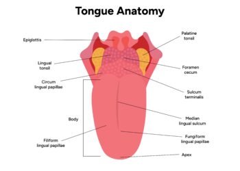 Jei ant liežuvio atsirado gumburėlių: ką tai gali reikšti