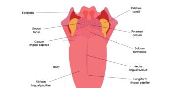Jei ant liežuvio atsirado gumburėlių: ką tai gali reikšti