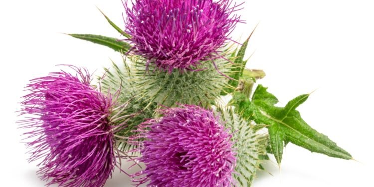 Migdomedžio pieno trūkumai, apie kuriuos mažai kalbama