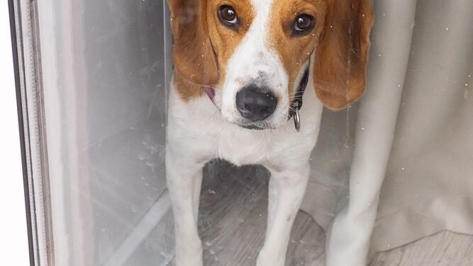 Kaip šuns durelės gali paversti jūsų namus pažeidžiamais