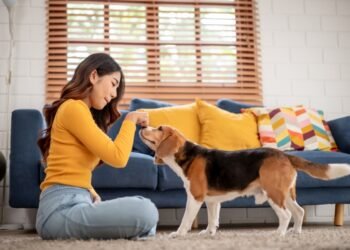 Šunų šeimininkai šią vasarą turėtų būti ypač atsargūs lauke – štai kodėl
