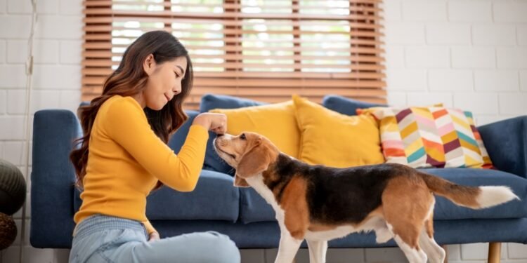 Šunų šeimininkai šią vasarą turėtų būti ypač atsargūs lauke – štai kodėl
