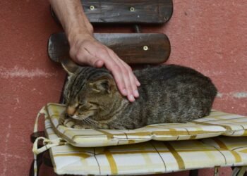 Ar katėms patinka, kai su jomis kalbama kaip su kūdikiais? Atsakymas gali nustebinti