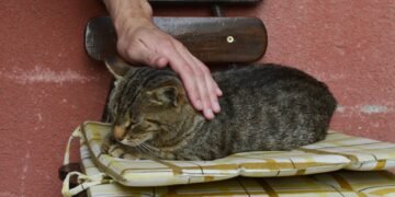 Ar katėms patinka, kai su jomis kalbama kaip su kūdikiais? Atsakymas gali nustebinti