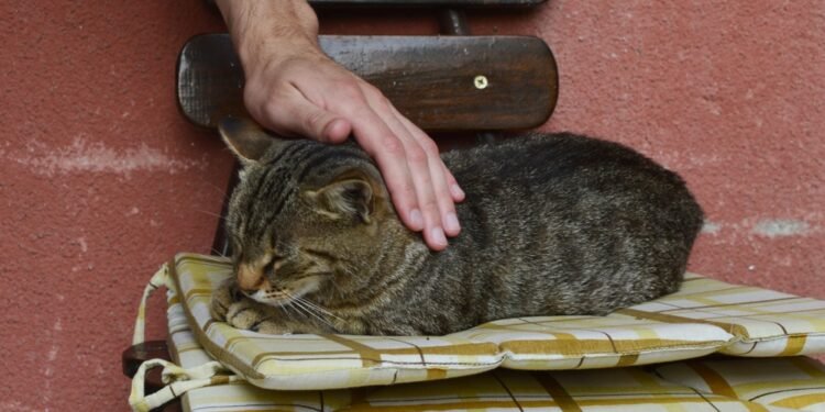 Ar katėms patinka, kai su jomis kalbama kaip su kūdikiais? Atsakymas gali nustebinti