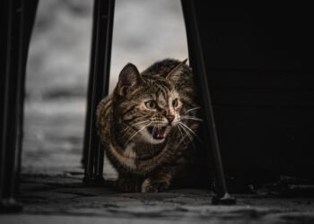 Kodėl katės miaukia? Štai 6 pagrindinės priežastys