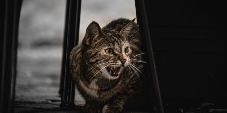 Kodėl katės miaukia? Štai 6 pagrindinės priežastys