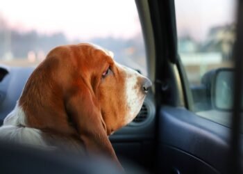 Štai kas nutinka tarnybiniams šunims išėjus į pensiją