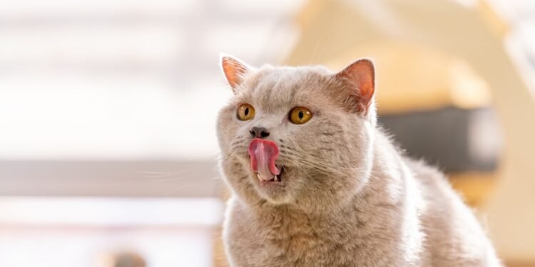 Kodėl katės laižo viena kitą? Elgsenos ekspertai atsako