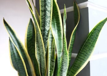 Kaip prižiūrėti sansevjeras